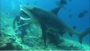 360kg 대형 식인상어 포획 “저울 용량 초과 실제론 400kg도 넘을 것”