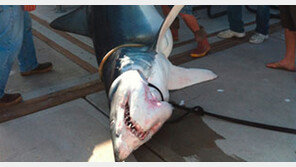 360kg 대형 식인상어, 낚시 즐기는 일반인이 잡아… “대단하네”