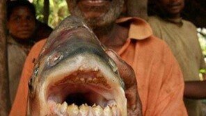 [영상] 男고환 물어뜯는 물고기, 美 유명호수에서 발견 ‘피라냐 친척뻘’