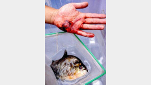 中 식인물고기 ‘피라냐’ 등장, 사람 공격