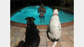 피자 혼자 먹는 법 “야속한 주인님! 강아지는 애간장 녹아”