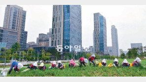 [인천/경기]늦가을 장관 이룰 억새밭 다듬기