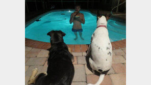 피자 혼자 먹는 법, “물에서 나오면 물릴 것 같아”