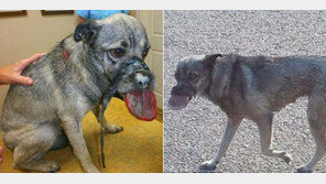 혀 잡아 빼 테이프로 ‘칭칭’…끔찍한 개 학대범 수배