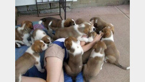 강아지 떼 습격, “주인의 상황 설명 들어보니…”