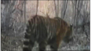 중국서 백두산 호랑이 포착…무인 카메라에 24차례나 잡혀