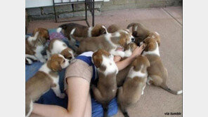 강아지 떼 습격 “외출 후 동시에 달려들어…”