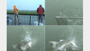 낚시바늘에 걸린 물고기 낚아채는 상어 포착