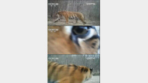 백두산 호랑이 포착, 중국에서 24차례 찍혀 ‘최초 공개’