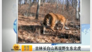 백두산 호랑이 포착, “보기 드문 모습에 정말 반가워!”