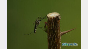 인간에게 치명적인 동물 공개! 모기가 가장 치명적인 듯, “이유는…” 