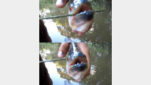 피라냐 이빨, 이 정도일 줄이야 ‘순식간에…깜짝!’