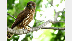 솔부엉이 부부, 미사리조정경기장 새(鳥)아파트에 알 낳고 새끼 기르며 알콩달콩