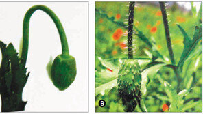 “허리 다친 데 좋다길래…” 주택가에 몰래 핀 양귀비