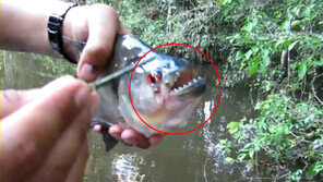 [영상] ‘식인물고기’ 피라냐 이빨 위력, 나뭇가지 싹둑