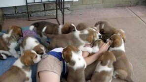 강아지 떼 습격 “외출 후 동시에 달려들어…”