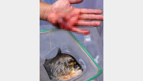 中 난데없는 ‘피라니아 소동’ 