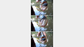 피라나 이빨 위력 “나뭇가지 쯤이야 단숨에 싹둑” 