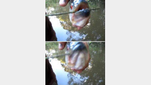 [영상] 피라냐 이빨 위력, “나뭇가지 입에 가져다 대니 바로 싹둑!” 