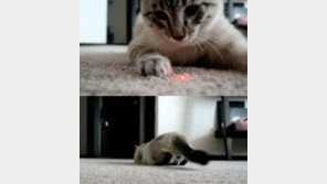 [영상] 고양이의 앞과 뒤, “이 앙큼한 것! 고양이답네”