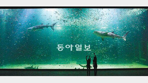 동양 최대 규모 ‘아쿠아플라넷 제주’ 개관