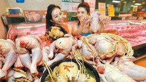 “無항생제 삼계탕용 큰닭이 5000원”