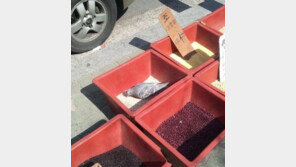 비둘기의 뷔페, ‘입맛따라 골라먹기?’ 폭소