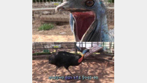 가장 위험한 새, ‘사람 배가 갈라지는 위력’ 경악!