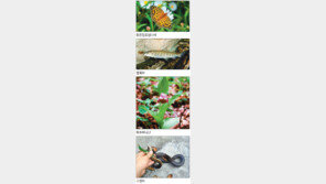 백두대간에 멸종위기 동식물 ‘빼곡’