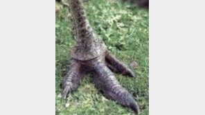 [영상] 가장 위험한 새 화식조, 사람 배 가르는 괴력 ‘치명적’