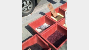 비둘기의 뷔페 ‘황당’… “이런 민폐 비둘기를 봤나!”