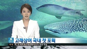 [영상] 제주 앞바다서 고래상어 포획, ‘기적’이라 부르는 이유는?