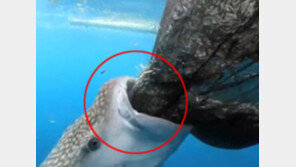 [영상] 고래 상어, 뚫린 어망으로 물고기 폭풍흡입