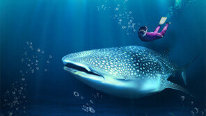 ‘고래상어’ 두 마리 국내 최초 포획…몸값만 10억 원!