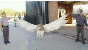 ‘거대 부엉이 포획’에 합성의혹, “저렇게 들고 있을 수 있나?”