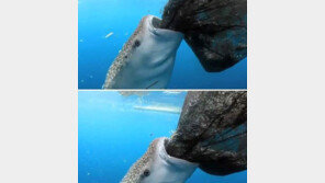 고래상어 폭풍 흡입, 어망 속 물고기들 ‘한입에 꿀꺽’