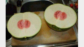 ‘환불 받아야 마땅한 수박?’ 폭소!… “이런 황당한 일이~”