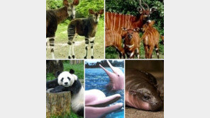 세계 5대 희귀 동물, “사라지게 해선 안 돼!”