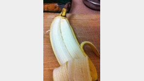 쌍쌍 바나나, 껍질 까보니 바나나가 2등분으로… ‘깜짝’