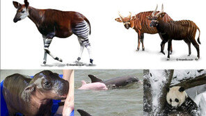 세계 5대 희귀 동물, ‘실존하는거 맞아?’ 신기