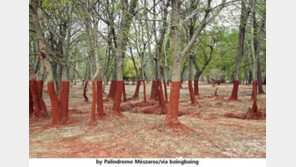 착시 효과 숲, 독성 폐기물 때문에… ‘끔찍’