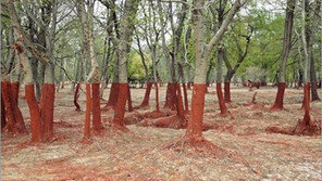 착시 효과 숲 “착시의 비밀? 알고보니 충격 그 자체”