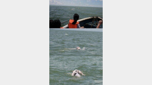 ‘죽은 새끼 업은 돌고래’…애틋한 모정에 무한 감동!