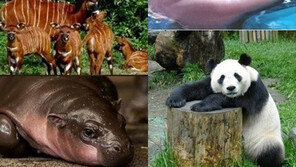 세계 5대 희귀 동물…‘실제로 보고싶네’