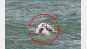 [영상] 죽은 새끼 업은 돌고래, 돌고래의 위대한 모성애 ‘애틋’