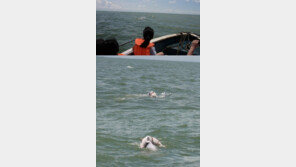 [영상] 죽은새끼 업은 돌고래, 상황 설명 들어보니… “더 슬퍼”