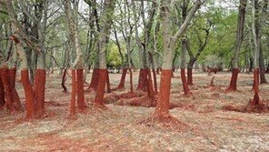착시 효과 숲, 알고보니… “끔찍한 숲의 비밀에 충격!”