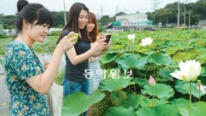 [대구/경북]연꽃 활짝 여심도 활짝