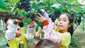 [충북/주말, 떠나요!]옥천 농특산물 축제 23일까지