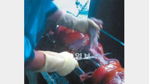 [오늘의 채널A]즐겨먹던 통돼지 바비큐에 숨겨진 충격적 사실